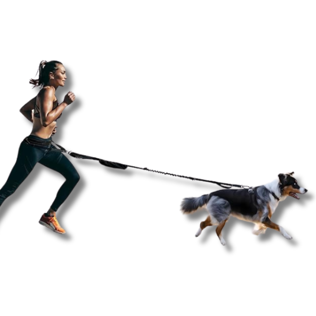 running dog leash