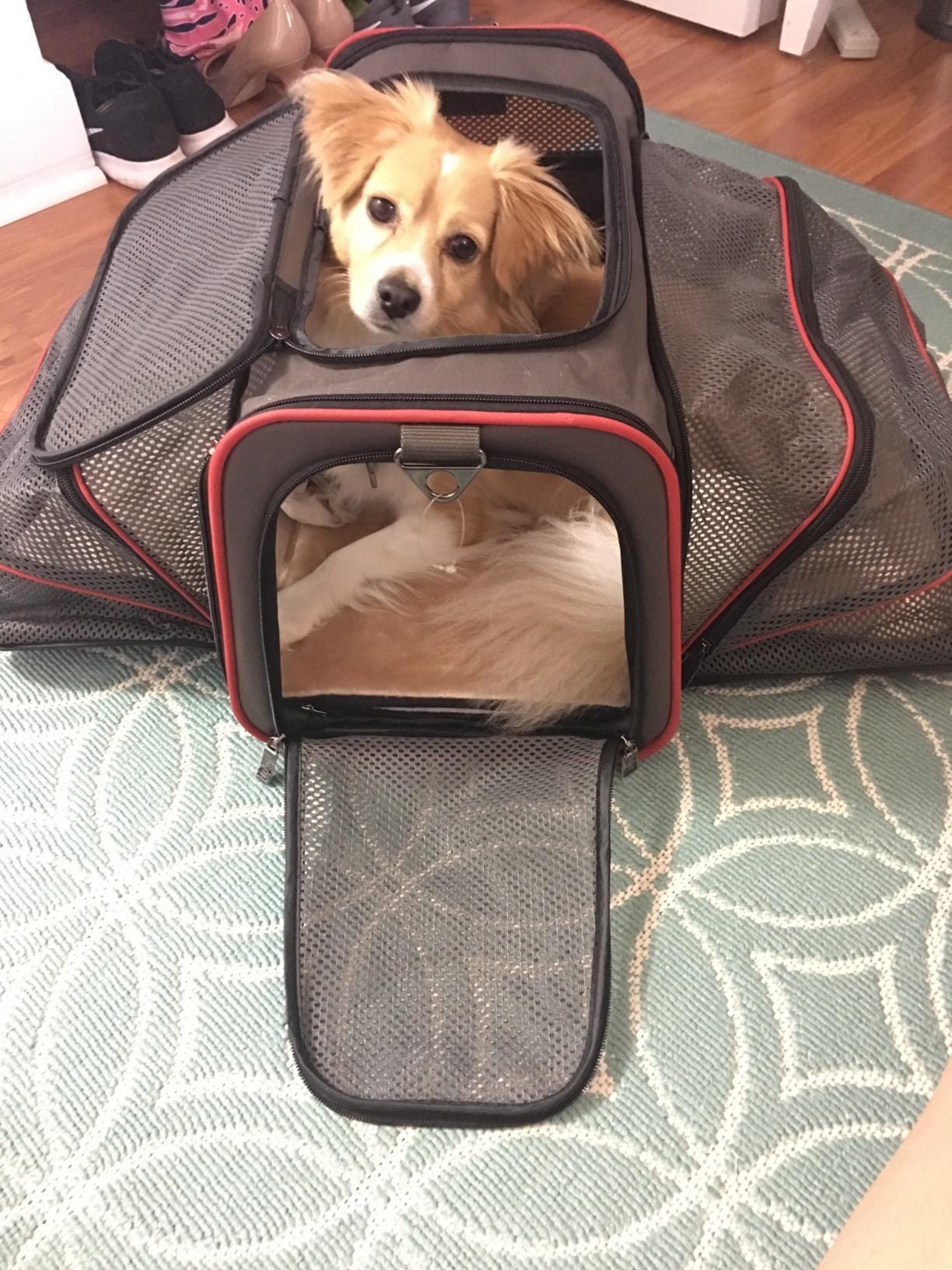 Airline Ready Dog & Cat Carrier