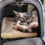 Airline Ready Dog & Cat Carrier