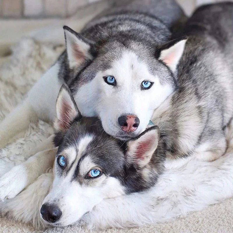 Fluffy Dog Mattress