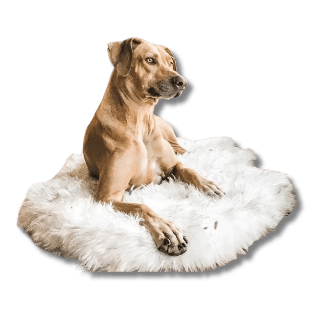 Fluffy Dog Rug