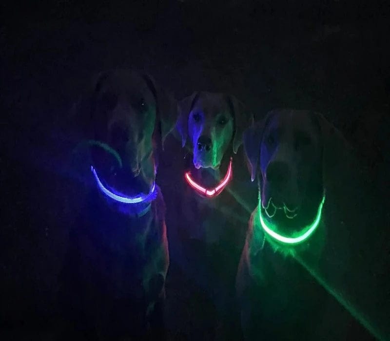 Safety LED light up Collars