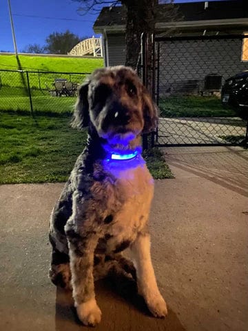 Safety LED light up Collars