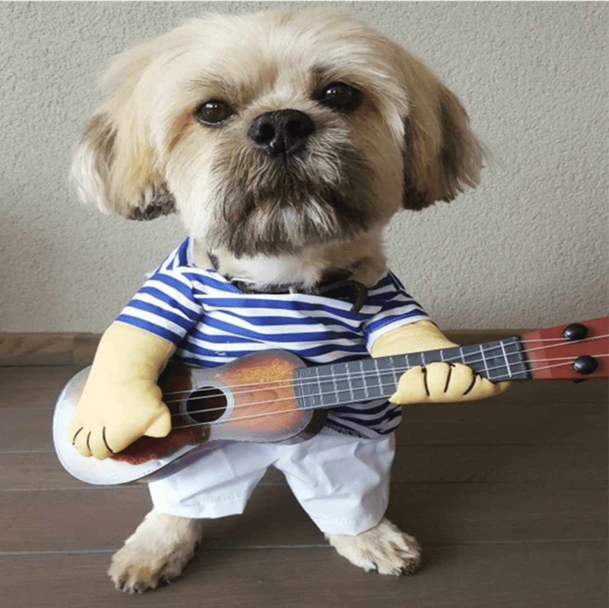 Halloween Costumes - Buddies Pet Shop