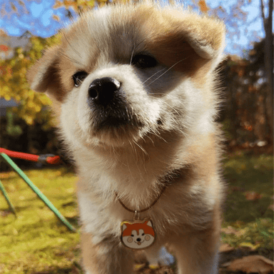 Akita - Buddies Pet Shop