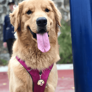 Golden Retriever - Buddies Pet Shop