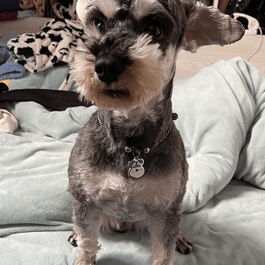 Schnauzer - Buddies Pet Shop